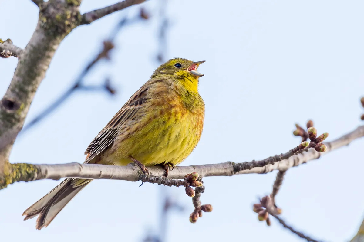 Yellowhammer singing on a spring tree with buds and flowers