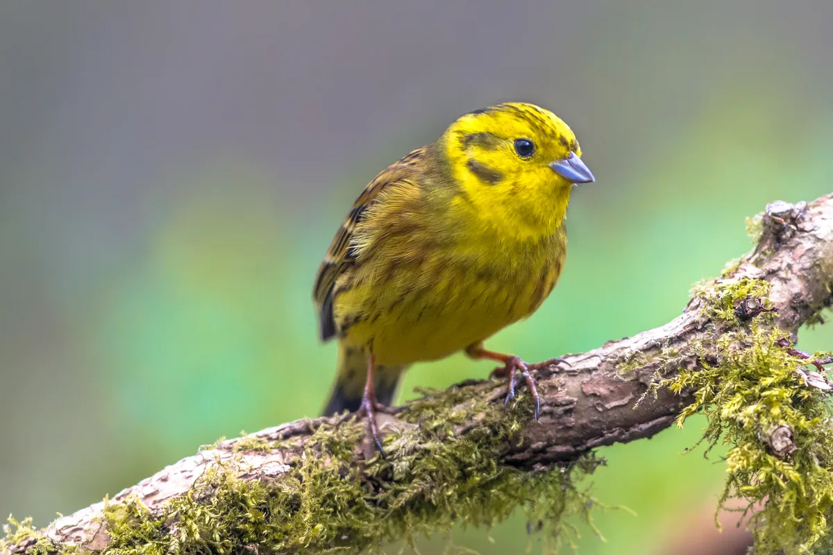 Yellowhammer on mossy branch