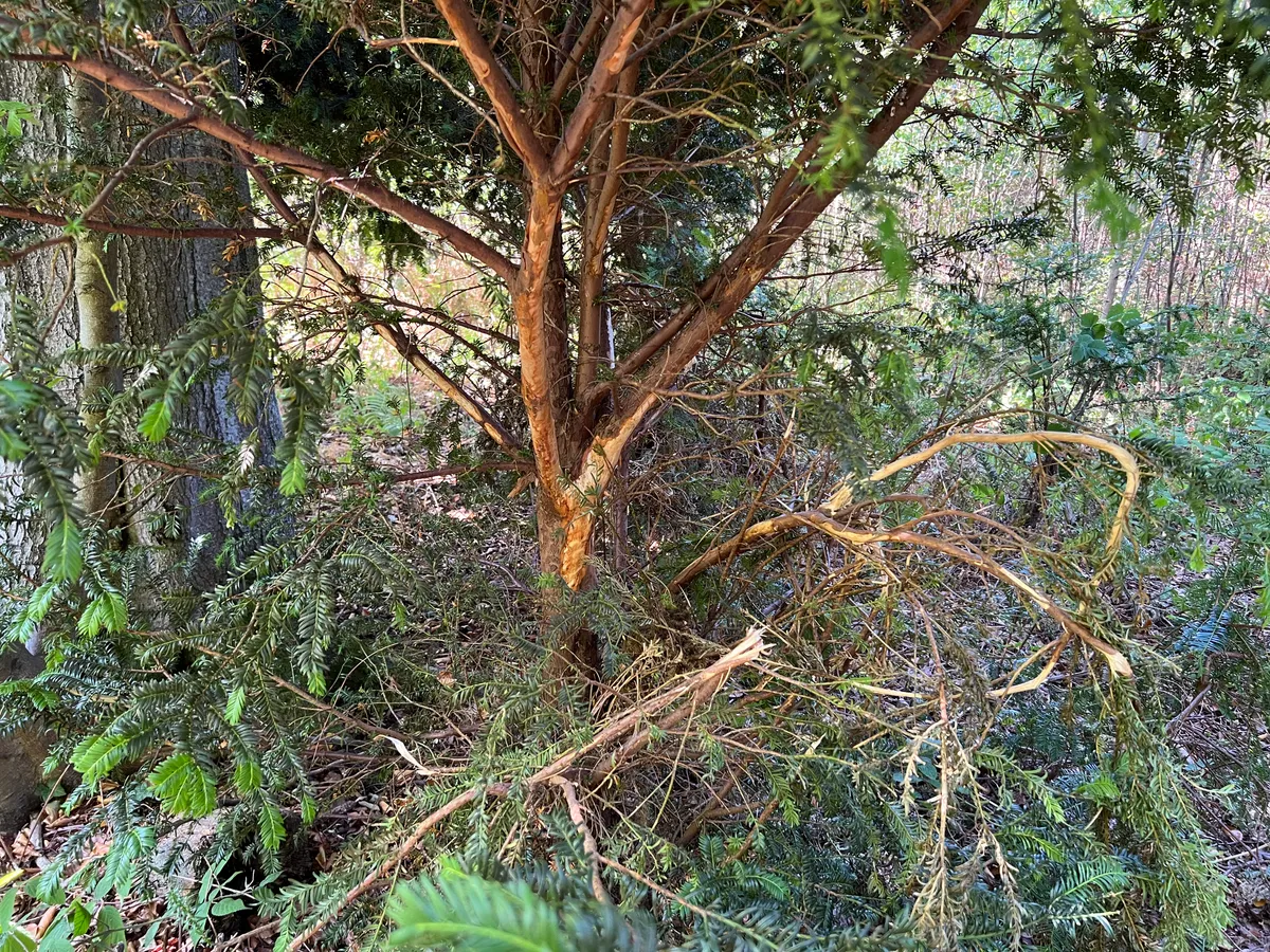 Yew tree with bark bitten off by bison in Kent woodland
