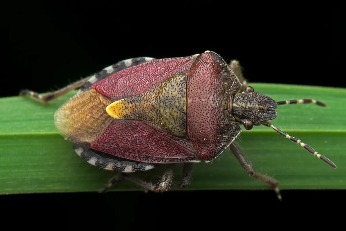 Hairy shieldbug sitting on a leaf