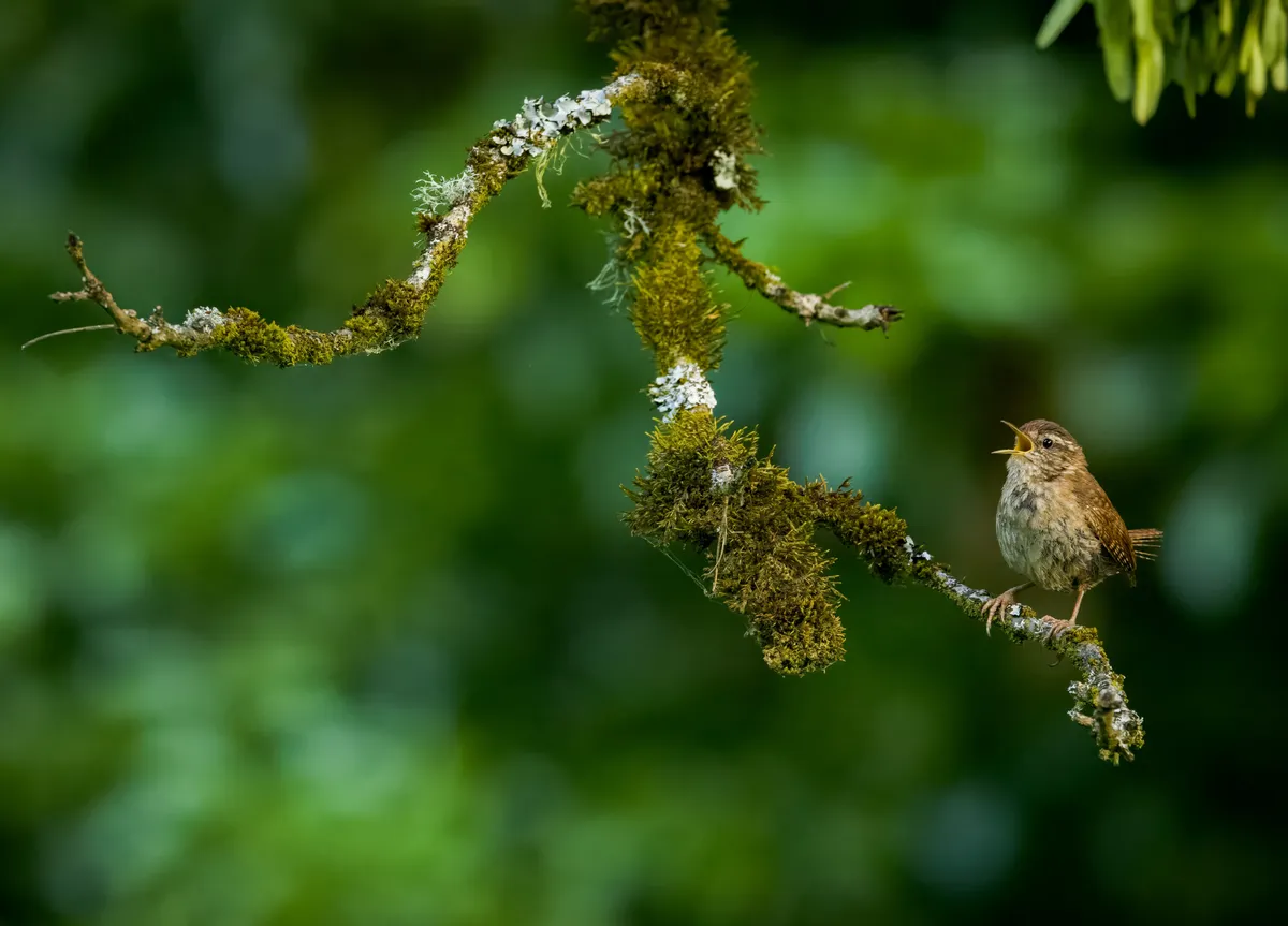 A Singing Wren on a branch