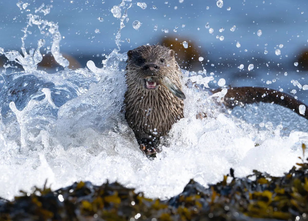 An Otter hunting for food in water
