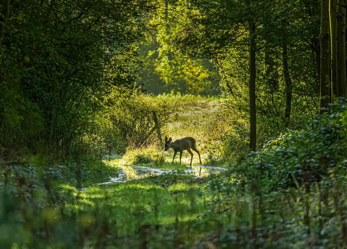 A Fawn exploring a scenic woodland