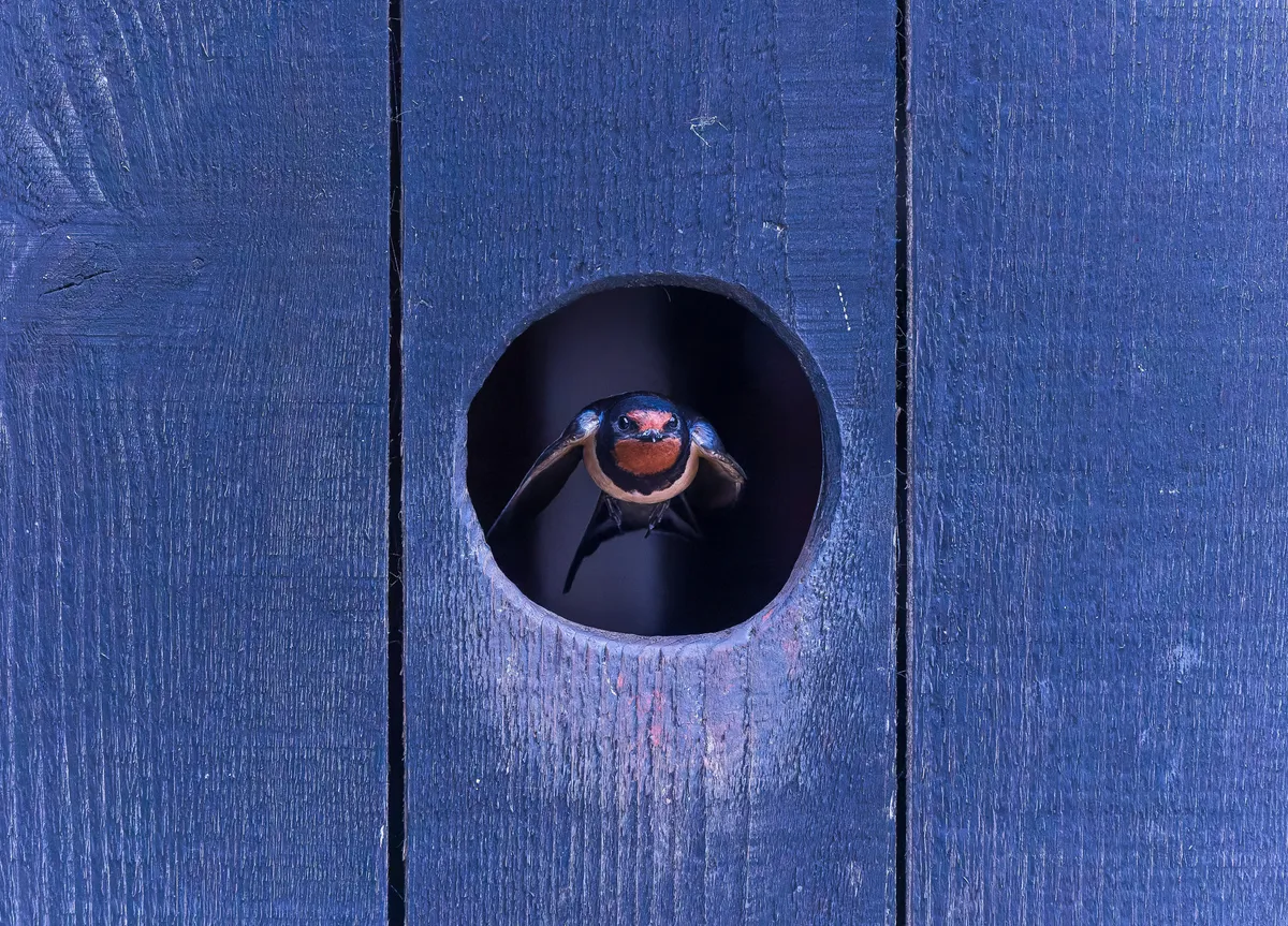 A Swallow flying through a small hole in a fence