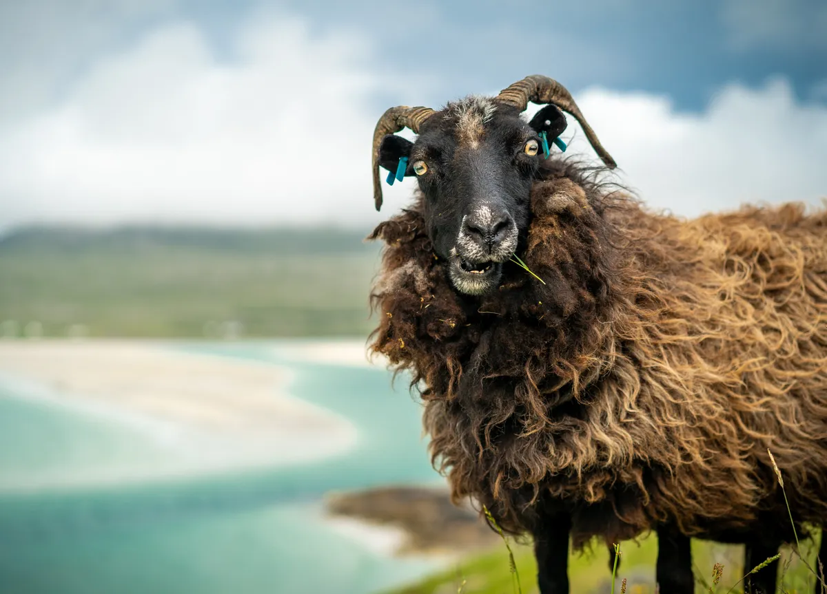 A Sheep looking bewildered by the coast