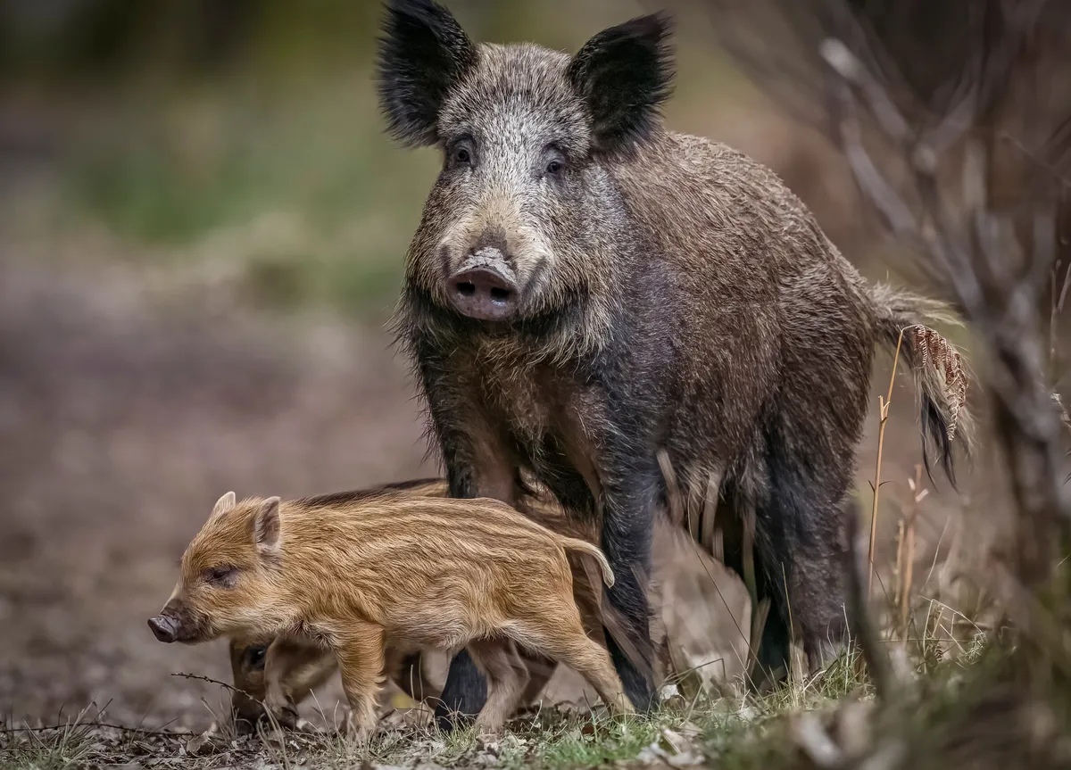 A mother boar and her piglets.
