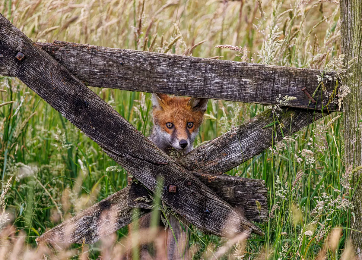 A Fox looking piercingly through a broken fence