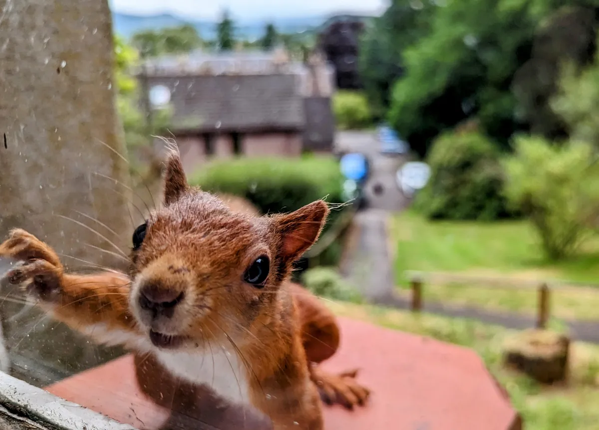 A Squirrel cheekily tapping on a window