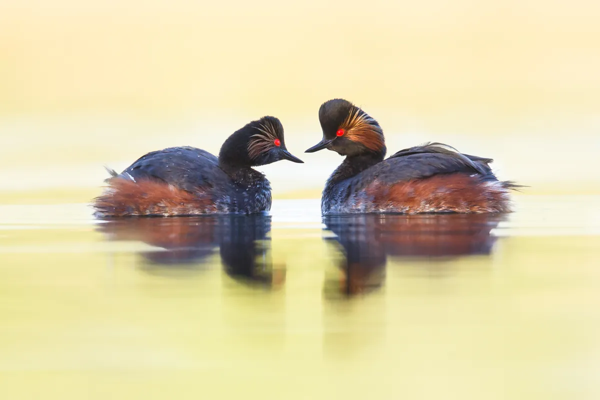 Black necked grebes swimming on a lake