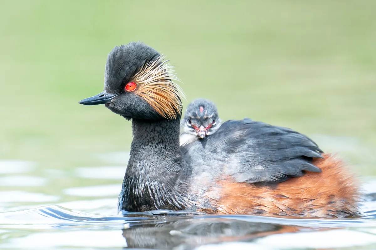 Adult black necked grebe with young on her back