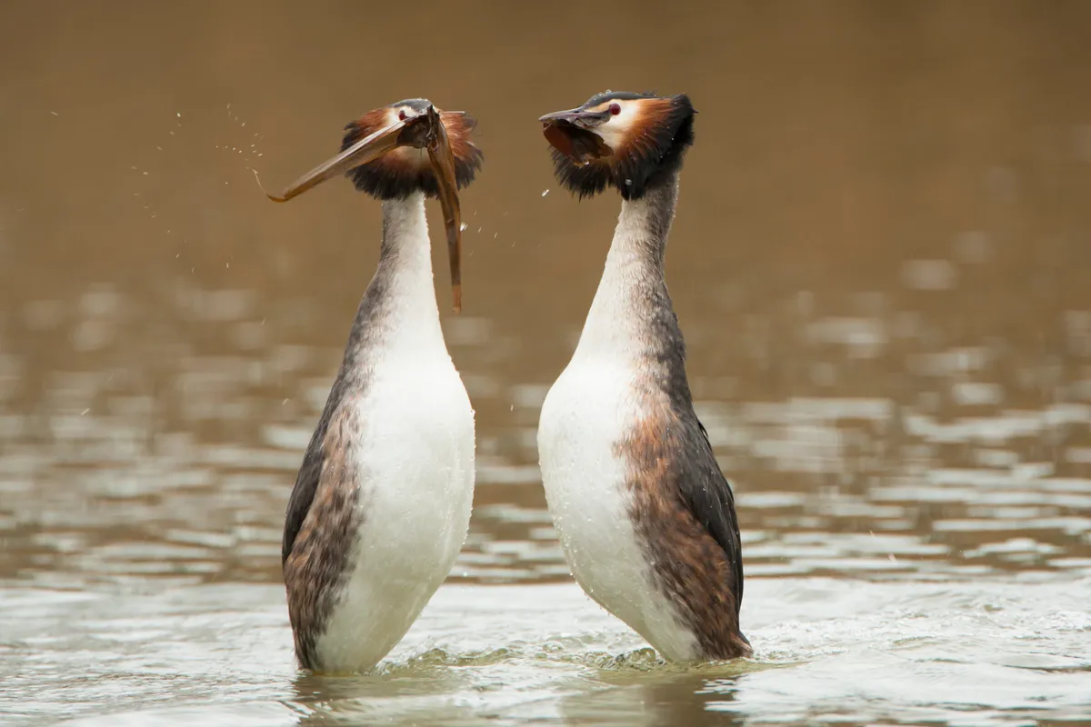 Great crested grebe taking part in courtship dance