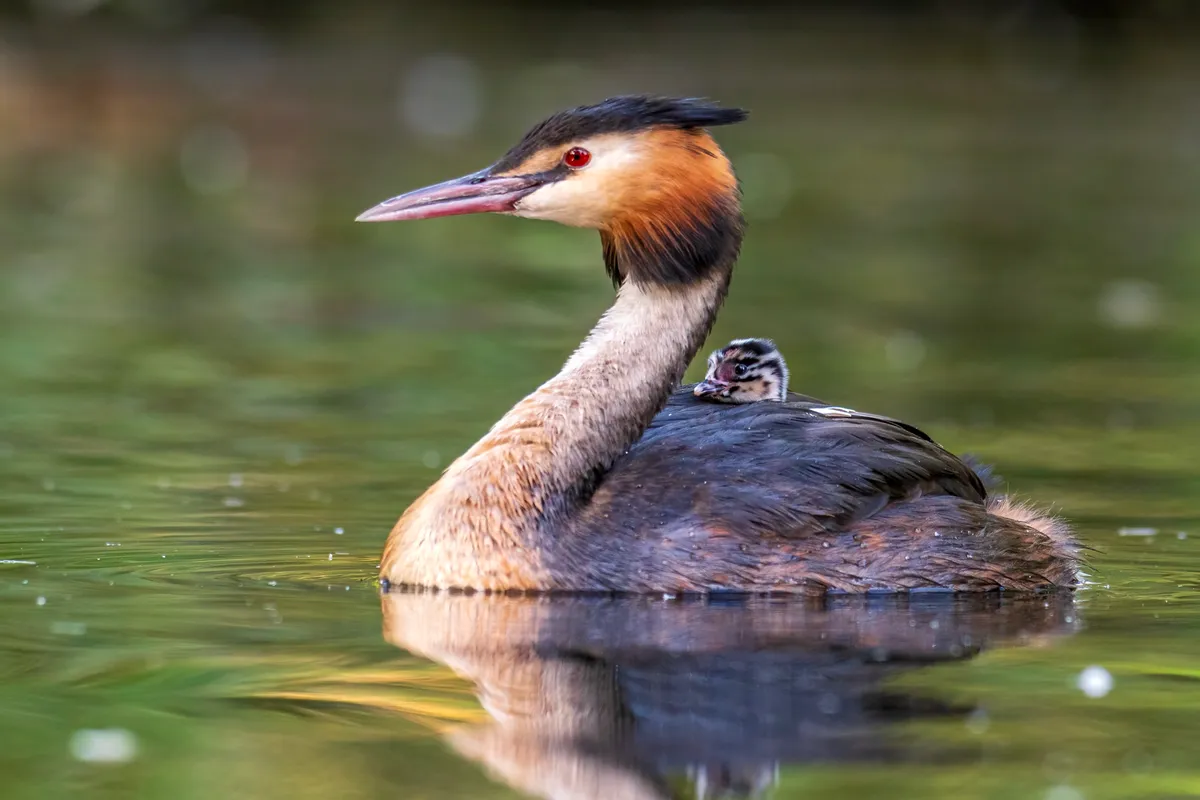 A baby great crested grebe piggy backing a ride on its parents back