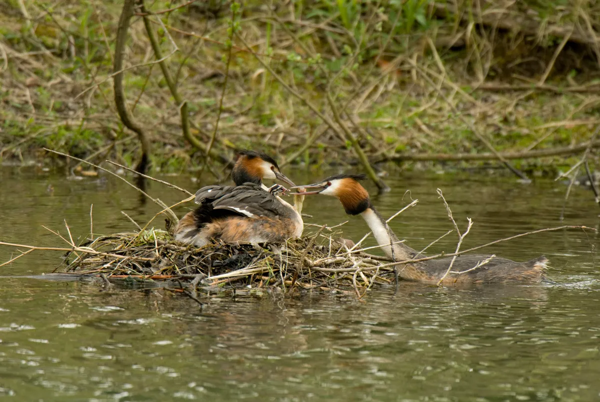 Great crested grebe nesting on a lake