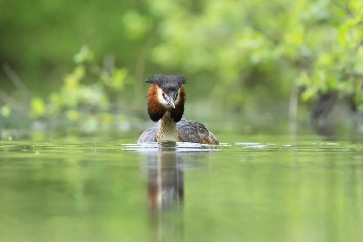 Great crested grebe swimming in a lake