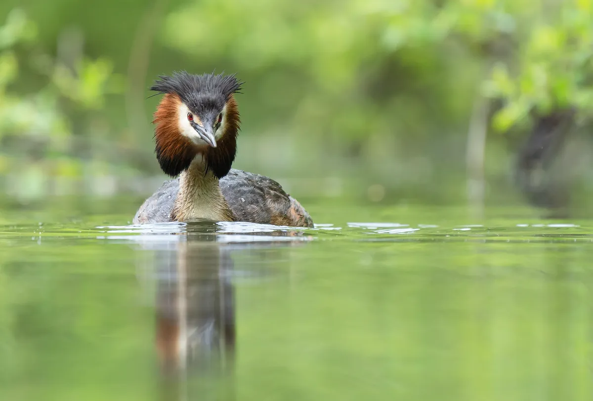Great crested grebe swimming on lake
