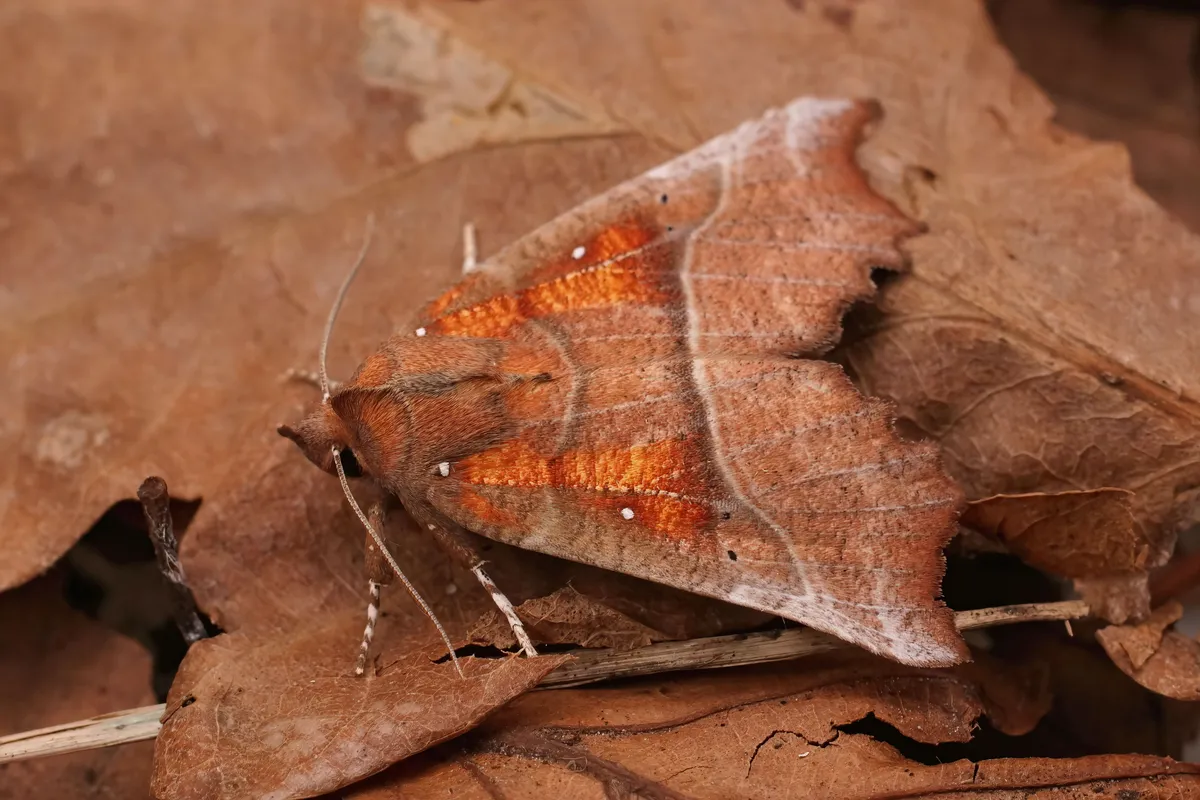 Closeup on a colorful fresh emerged Herald moth sitting on dried leaves