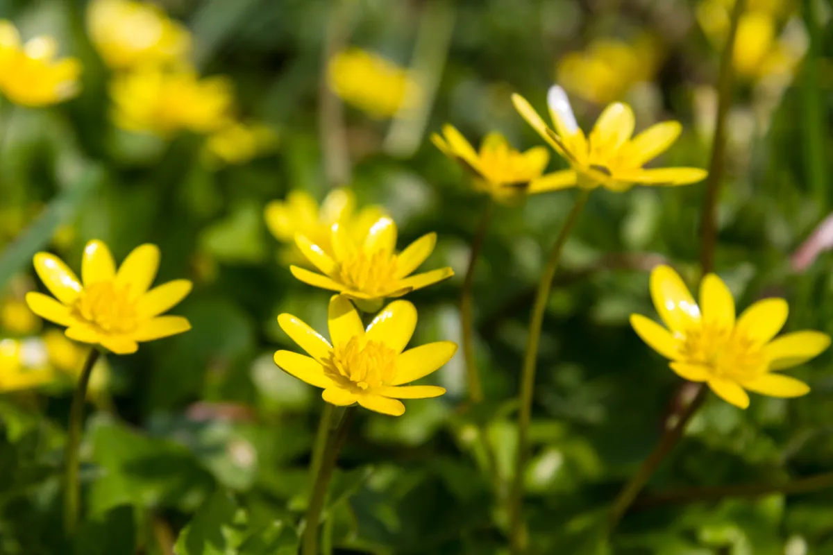 Lesser celandine with yellow petals and grass