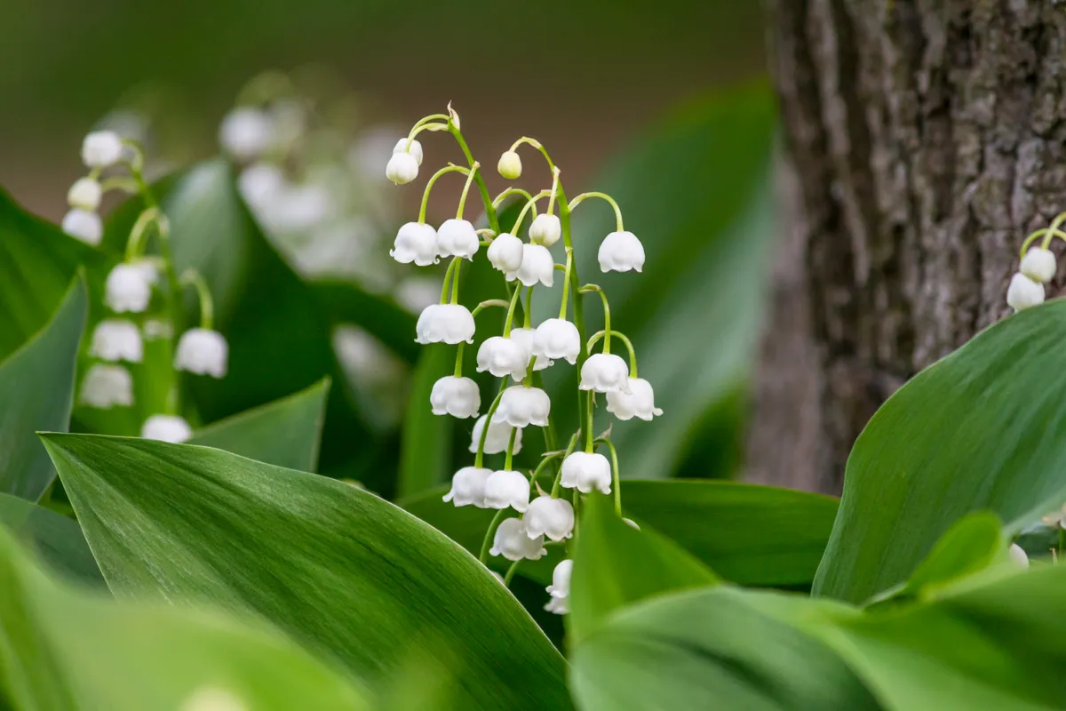 Lily of the valley growing in woodland