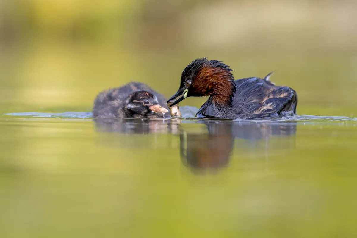 Little grebe catching fish in pond for chicks