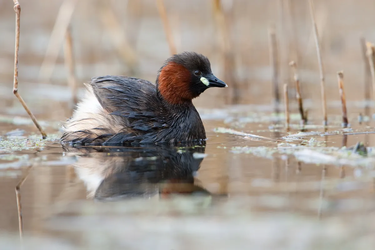 Little grebe swimming in a lake