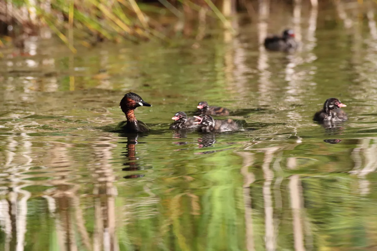 Little grebe and chicks in lake