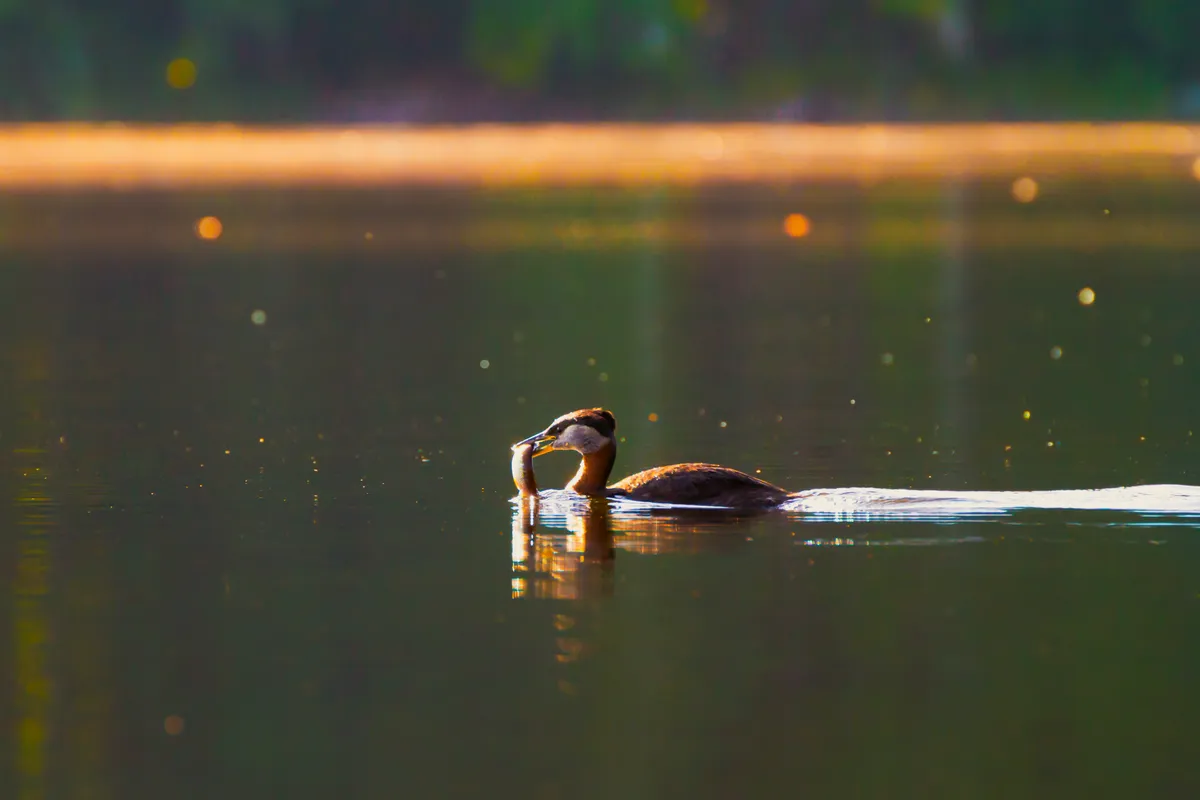 Red-necked grebe eating a fish on a lake