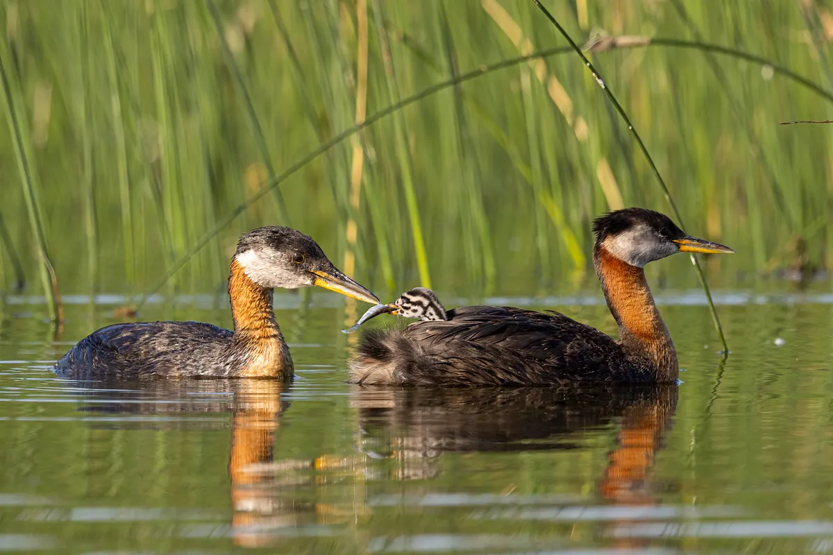 Red necked grebe adult with young riding on back