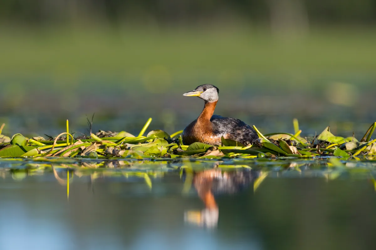 Red necked grebe sitting on nest on a lake