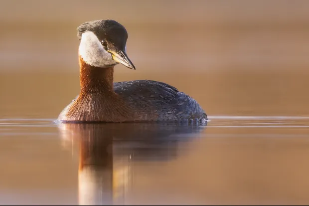 Red necked grebe on a lake
