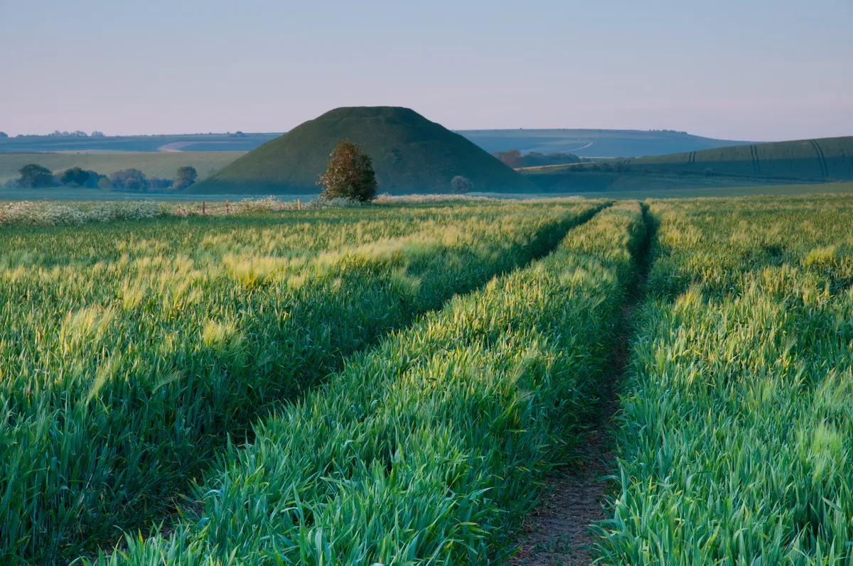 Crops growing around Silbury Hill in Wiltshire