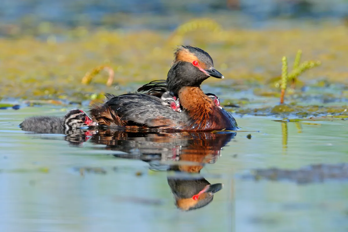 Slavonian grebe swimming on a lake with chicks