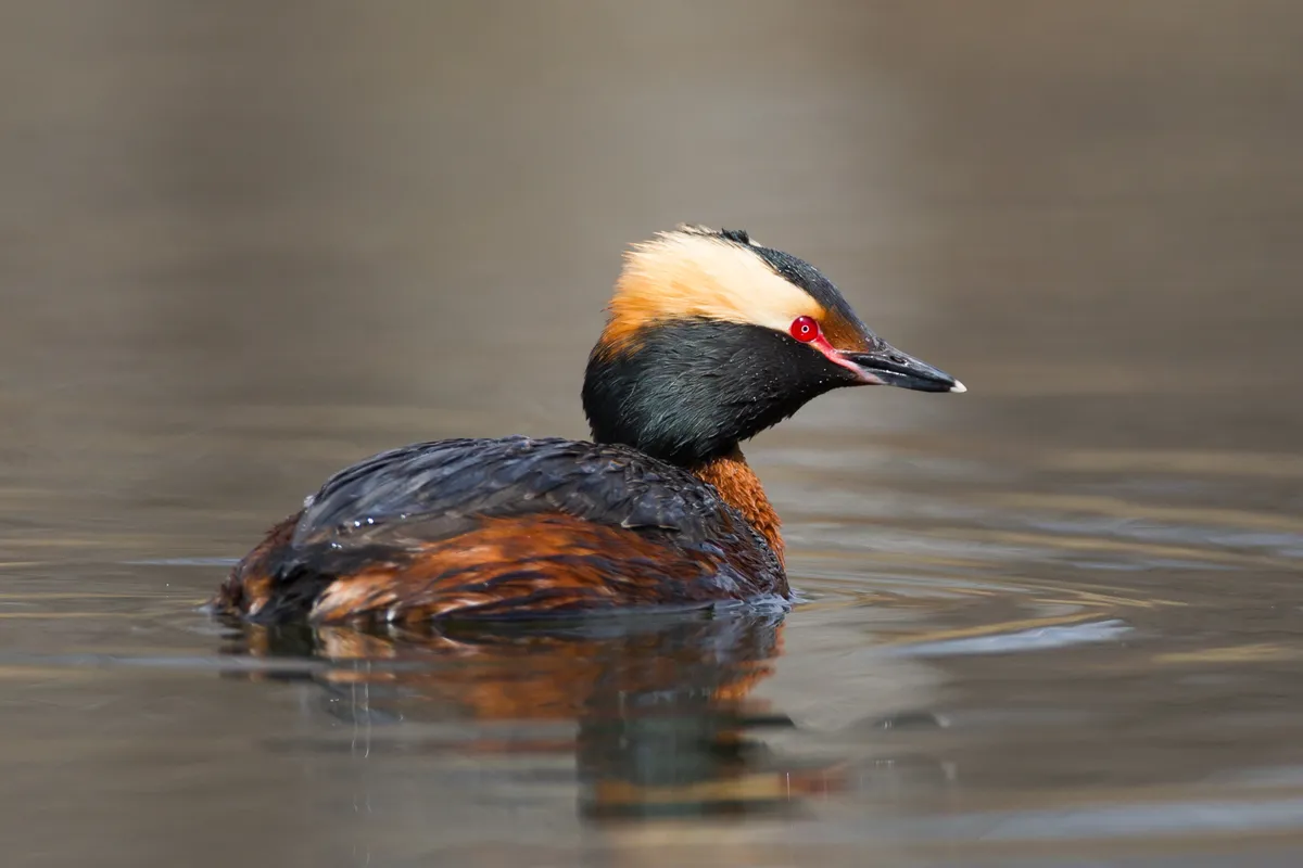 Slavonian grebe floating on water