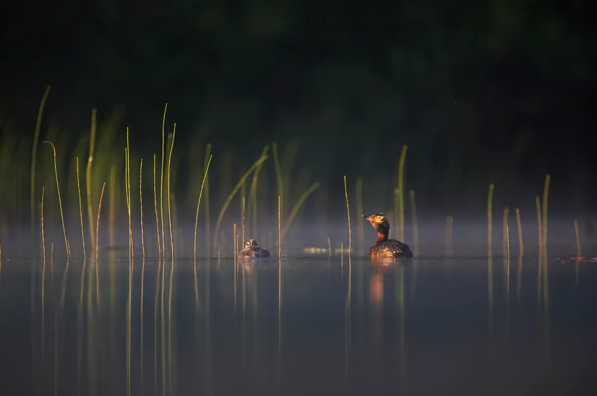 Slavonian grebe and chicks floating on water