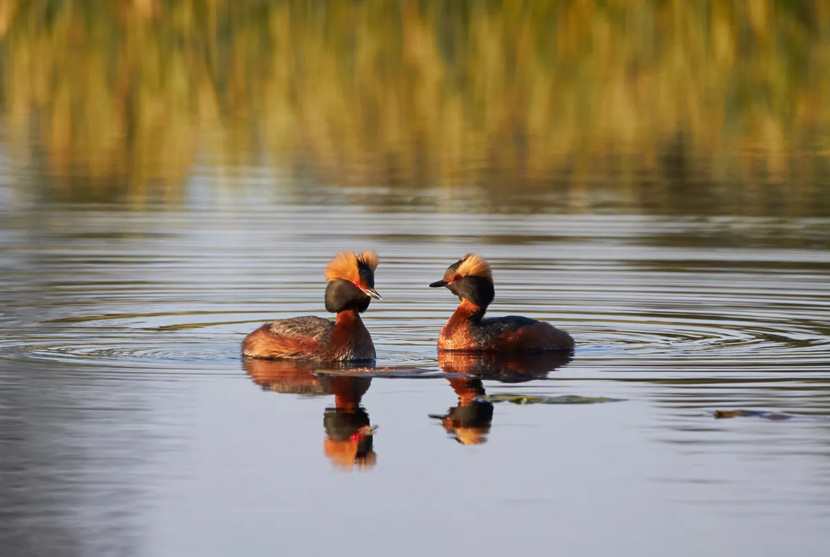 Slavonian grebe swimming in the lake in the spring