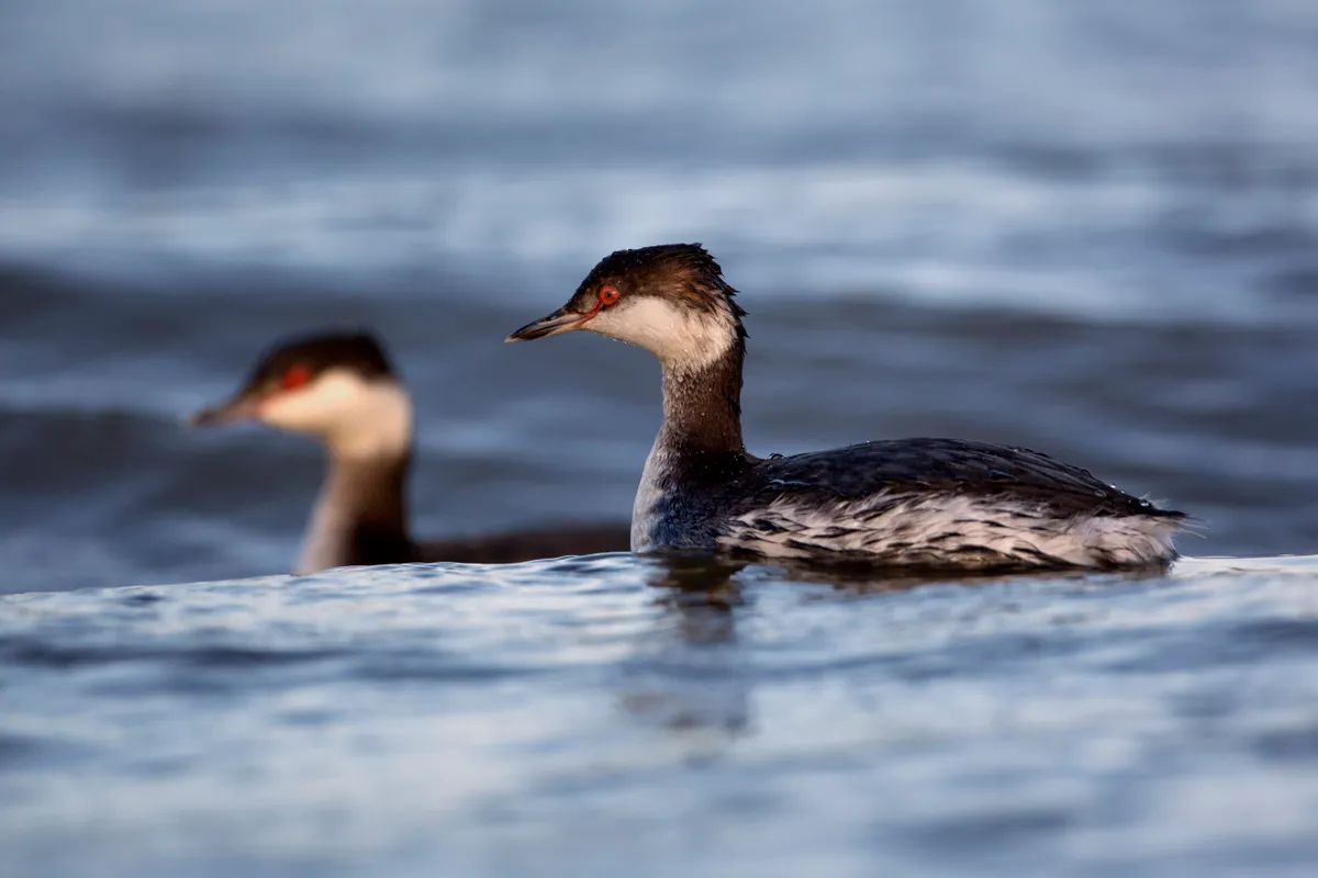 Slavonian grebes floating on water