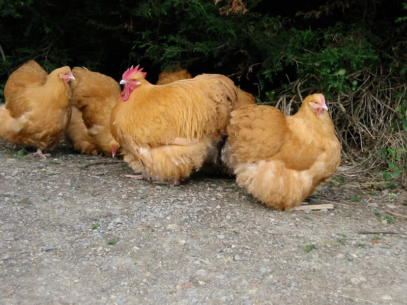 Buff Orpington chickens standing on gravel