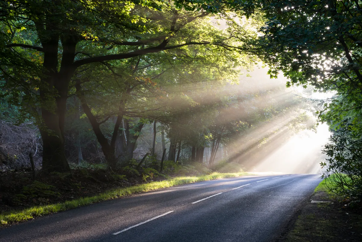 Morning sun rays falling on forest road
