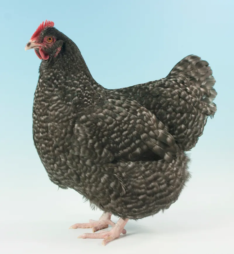 Cuckoo Marans with white floor and blue background