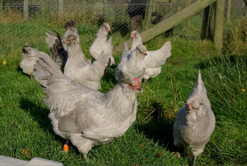 Lavender Araucanas chickens standing on grass