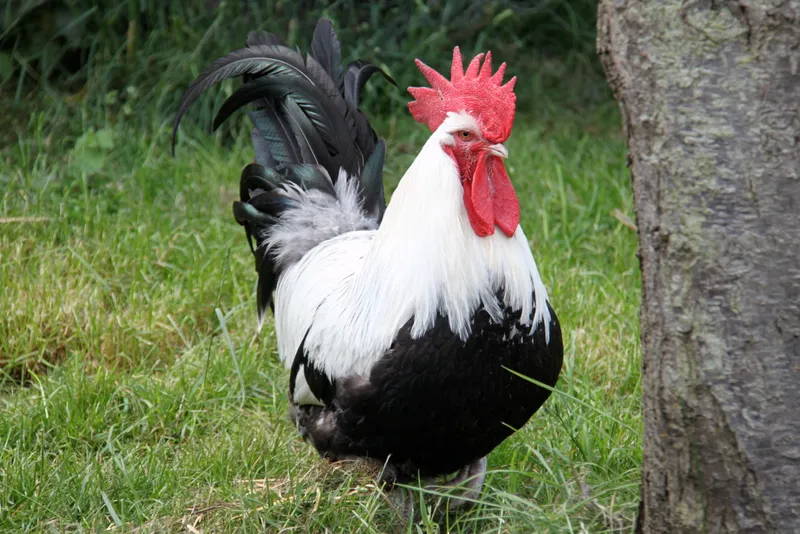 Silver-Grey Dorking male chicken standing on grass