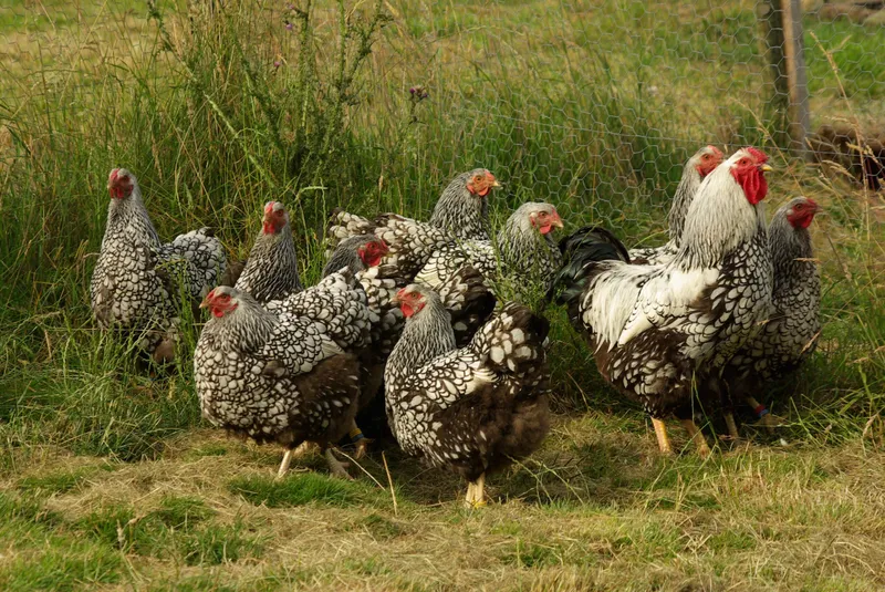 Silver Laced Wyandottes chickens standing on grass