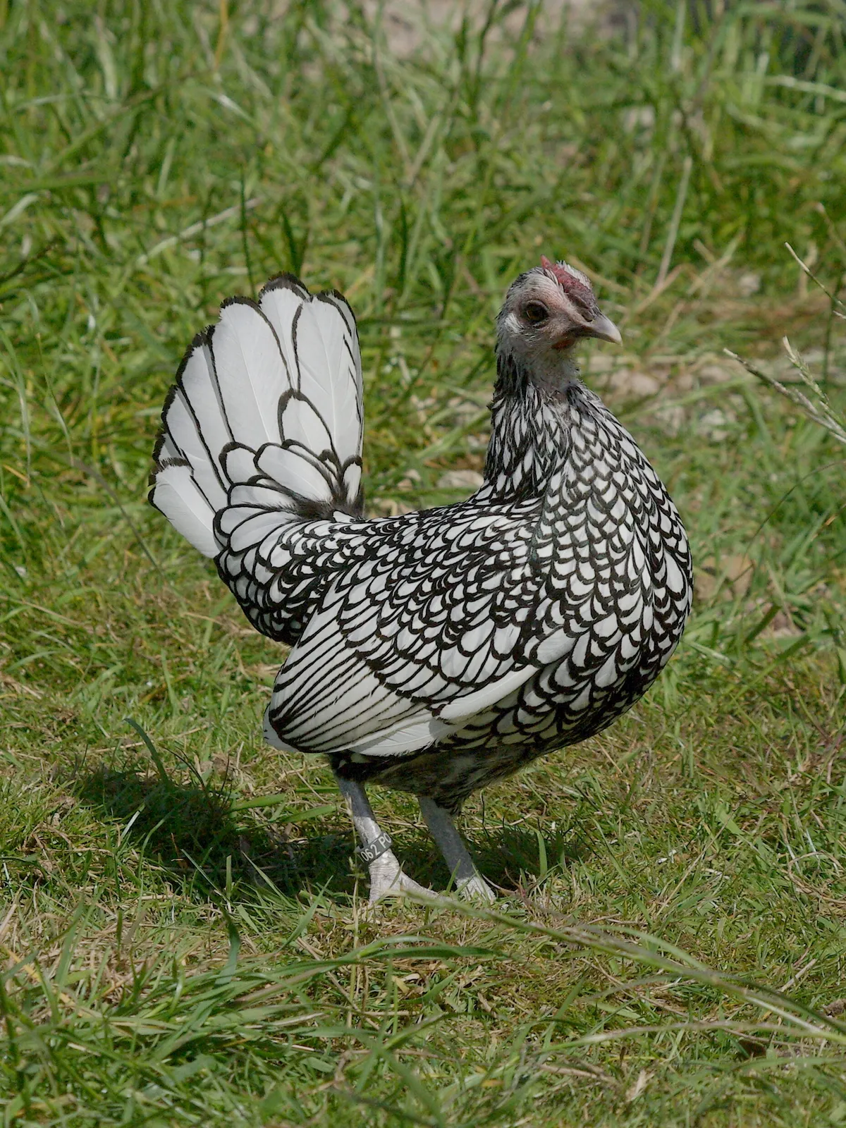 Silver Sebright female chicken standing on grass