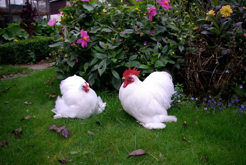 White Pekin chickens standing on grass