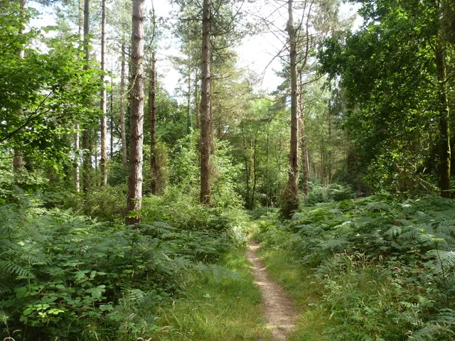 Alice Holt Forest in Surrey