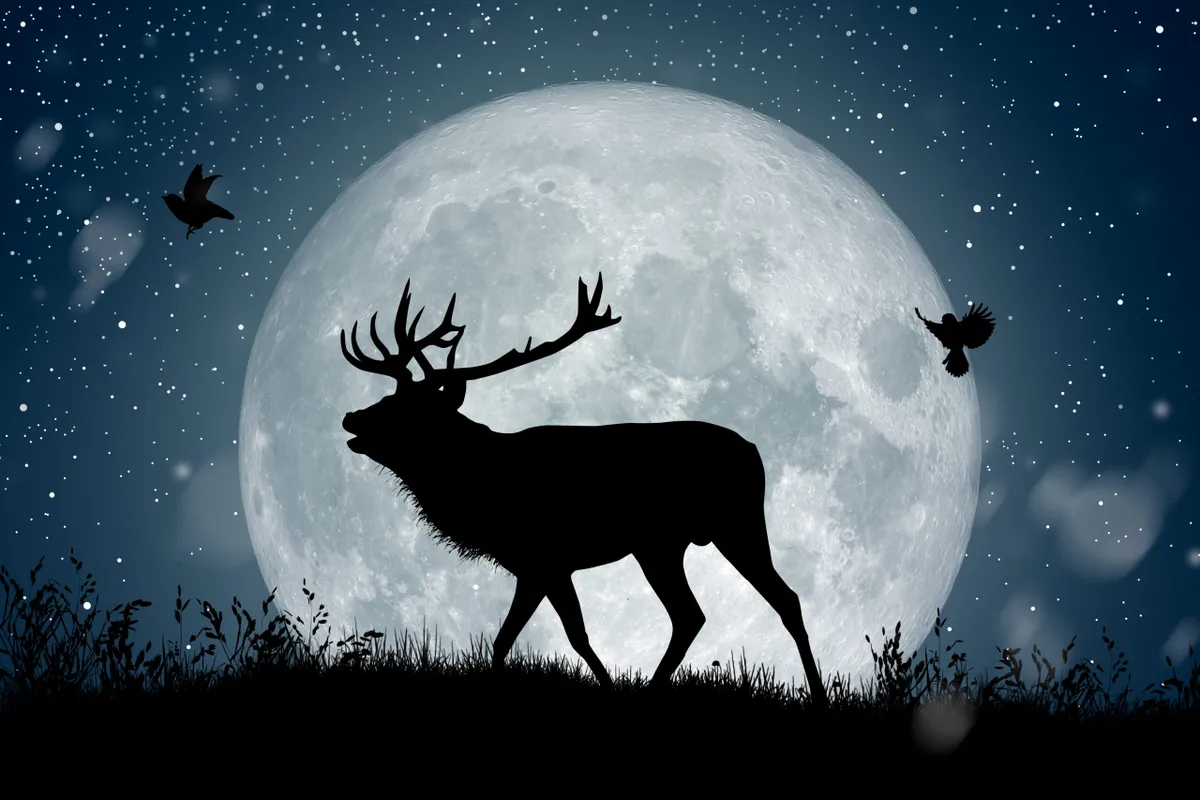Silhouette of reindeer standing on the hill under the full moon at night Christmas while two birds flying around