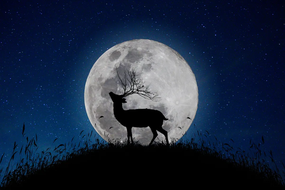 The deer stands on the mountain a large moon background in the night that the stars are full of sky