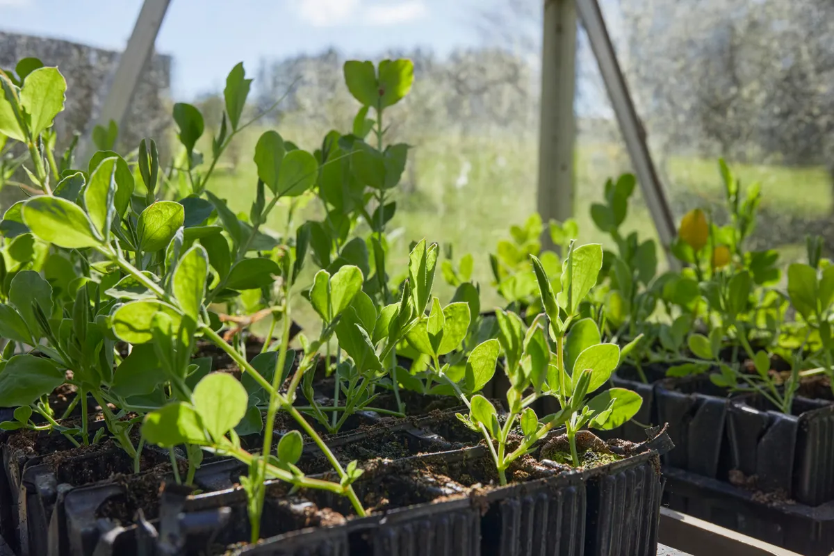 Sweet pea seedlings in a greenhouse