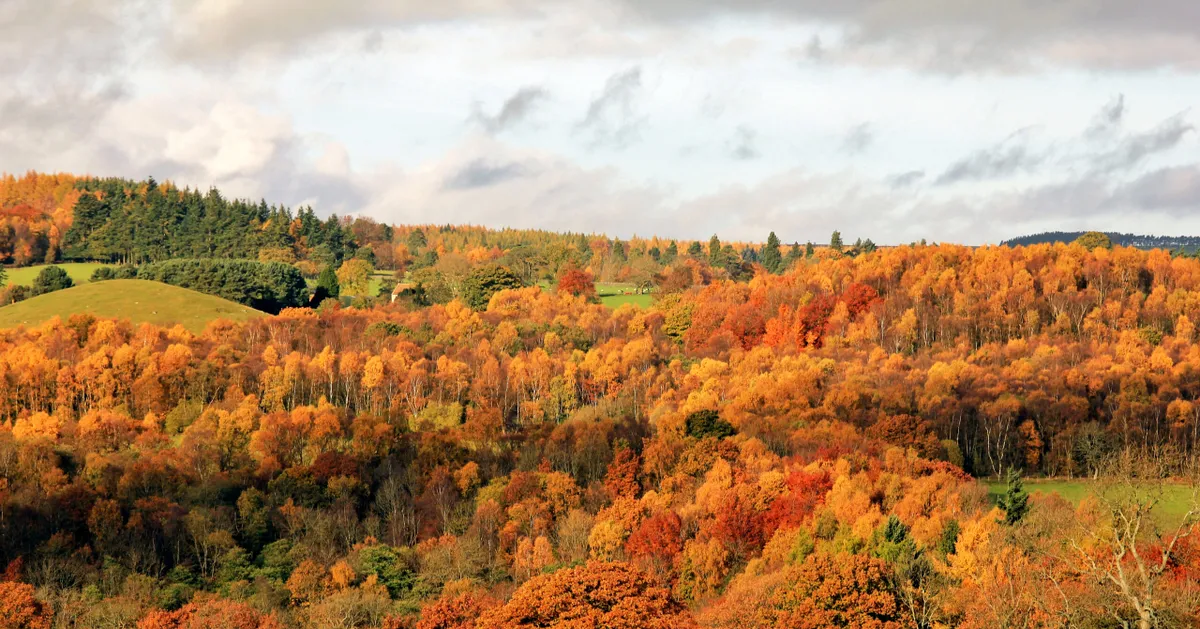 Autumn at Hamsterley Forest