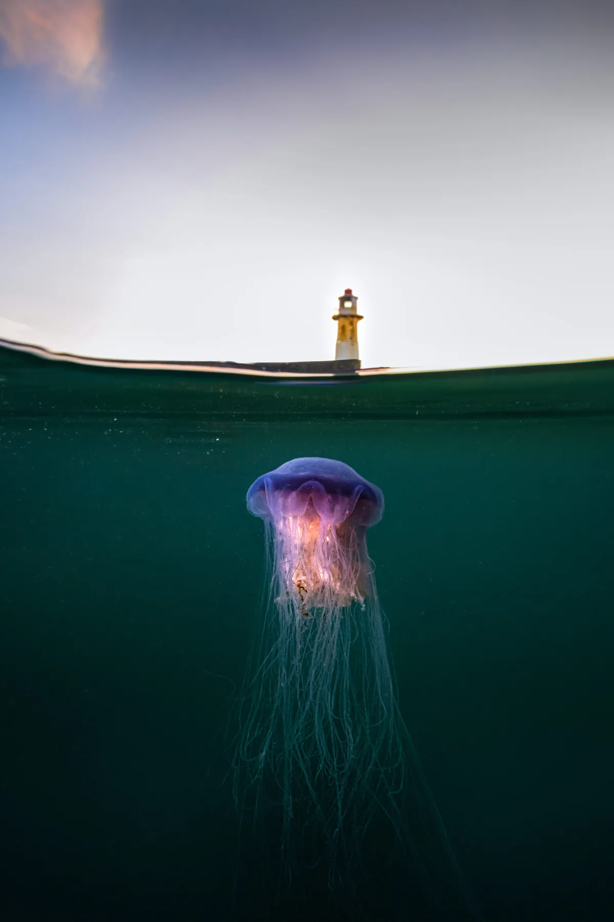 Jellyfish at Newlyn in Cornwall