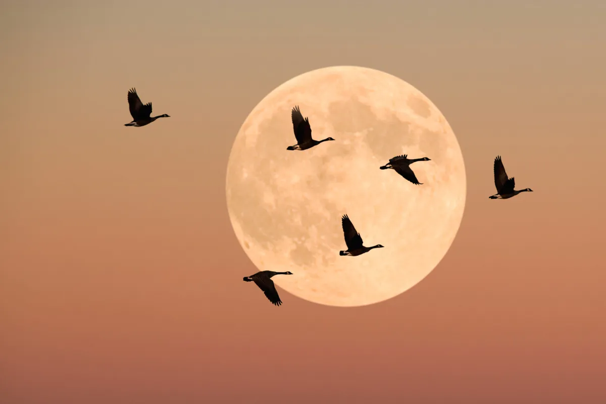 Canada geese in flight with moon behind